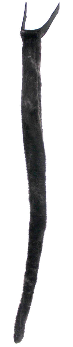 Animal Tail Black Large